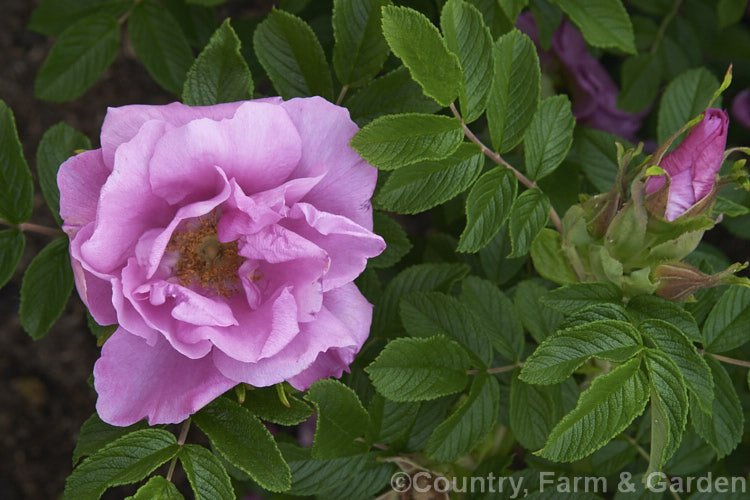 Rosa Belle Poitevine photo at Pictures of Plants stock image library