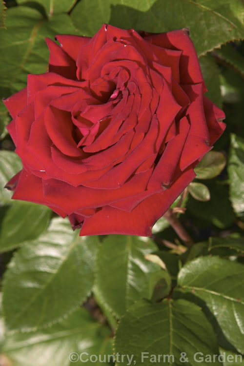 Rosa 'Ingrid Bergman' ('Precious. Platinum' x seedling</i>), a scented. Large-flowered (<i>Hybrid Tea</i>) bush rose raised by Poulsen of Denmark and introduced in 1964. Order: Rosales, Family: Rosaceae