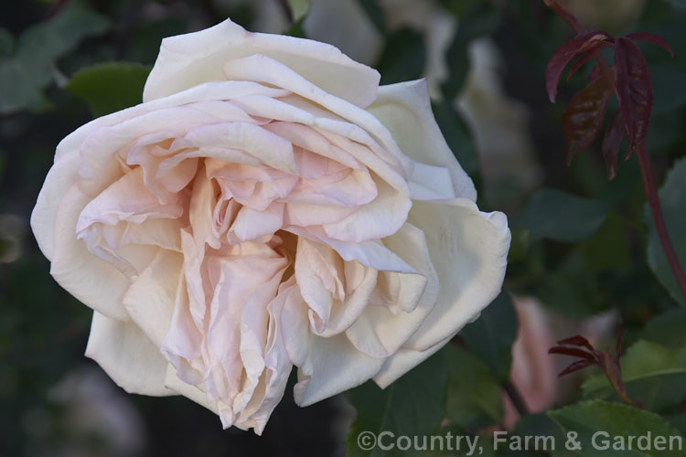 Rosa 'Jean. Ducher' (syn 'Comte de Sambui'), a fragrant, repeat-flowering, shrubby Tea Rose of unknown parentage raised by Ducher of France in 1873. Order: Rosales, Family: Rosaceae