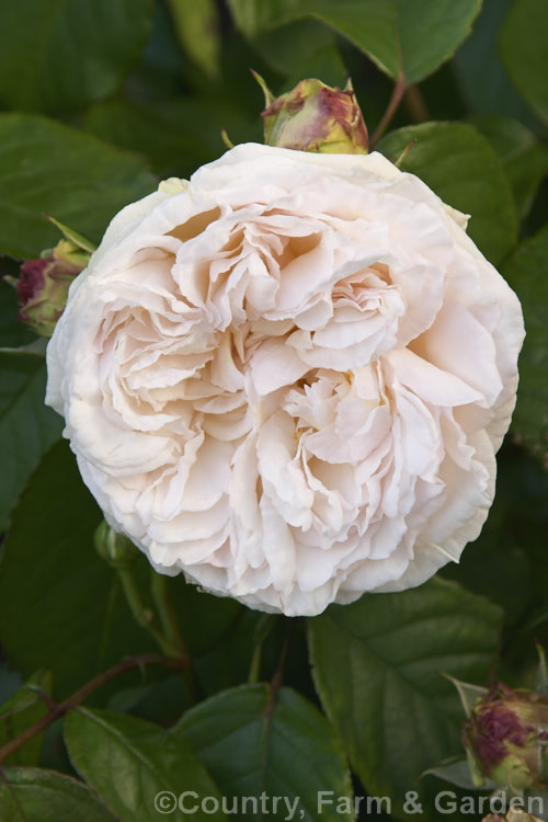 Rosa 'Gruss an Aachen' (<i>Frau. Karl. Druschki' x 'Franz. Deegen'), a low-growing. Hybrid Tea bush rose raised by Geduldig of Germany in 1909. Order: Rosales, Family: Rosaceae