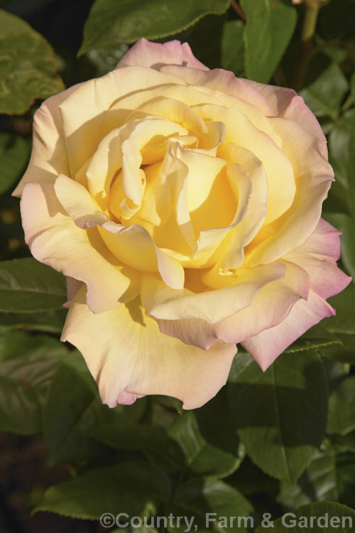 Rosa 'Peace' (syns 'Gioia', 'Gloria. Dei, 'Madame Antoine. Meilland' ['seedling x 'Margaret McGredy']), a Large-flowered (<i>Hybrid Tea</i>) bush raised by Meilland of France and introduced in 1945. Order: Rosales, Family: Rosaceae