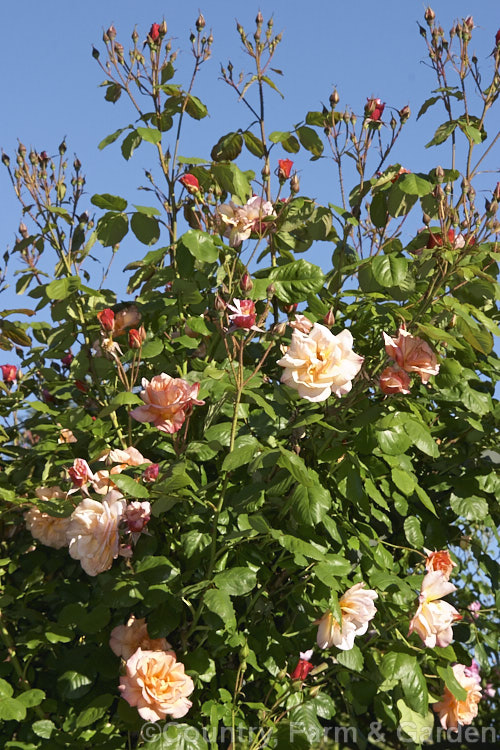 Rosa 'Westerland' ('Friedrich. Worlein' x 'Circus'), a vigorous spreading. Climber rose up to 45 high, raised by Kordes of Germany and introduced in 1969. Order: Rosales, Family: Rosaceae