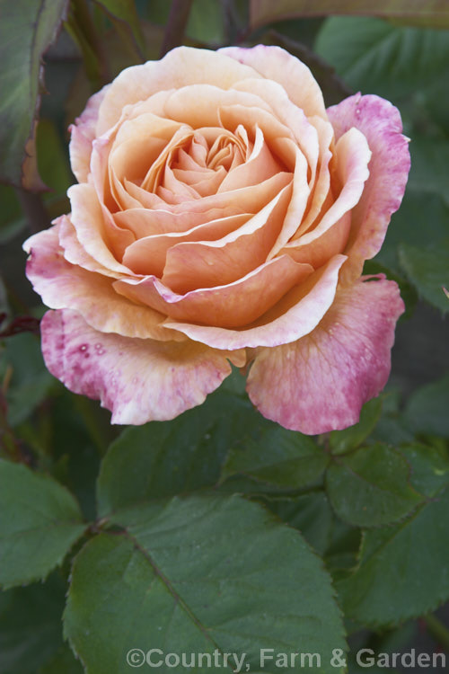 Rosa 'Lolita' ('Colour. Wonder' x seedling</i>), a mildly scented, 2m tall, Large-flowered (<i>Hybrid Tea</i>) bush raised by Kordes of Germany in 1973. Order: Rosales, Family: Rosaceae