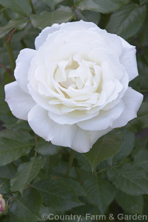 Rosa 'White Ensign' (seedling x 'Sunflare'), a Cluster-flowered (<i>Floribunda</i>) bush rose introduced in 1988 by Jackson and Perkins. Not to be confused with the 1925. McGredy. HT. Order: Rosales, Family: Rosaceae