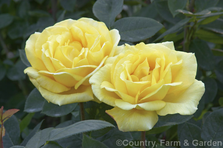 Rosa 'Western Sun' ('Golden Sceptre' seedling x 'Golden Sun'), a Large-flowered (<i>Hybrid Tea</i>) bush rose raised by Poulsen of Denmark in 1965. Order: Rosales, Family: Rosaceae