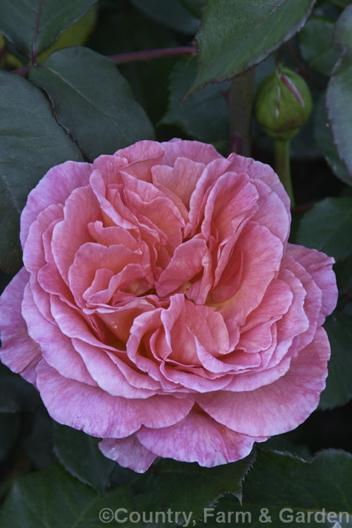 Rosa 'Typhoon' ('Colour. Wonder' x 'Dr. AJ. Verhage'), a Large-flowered (<i>Hybrid Tea</i>) bush rose raised by Kordes of Germany and introduced by McGredy in 1972. Order: Rosales, Family: Rosaceae