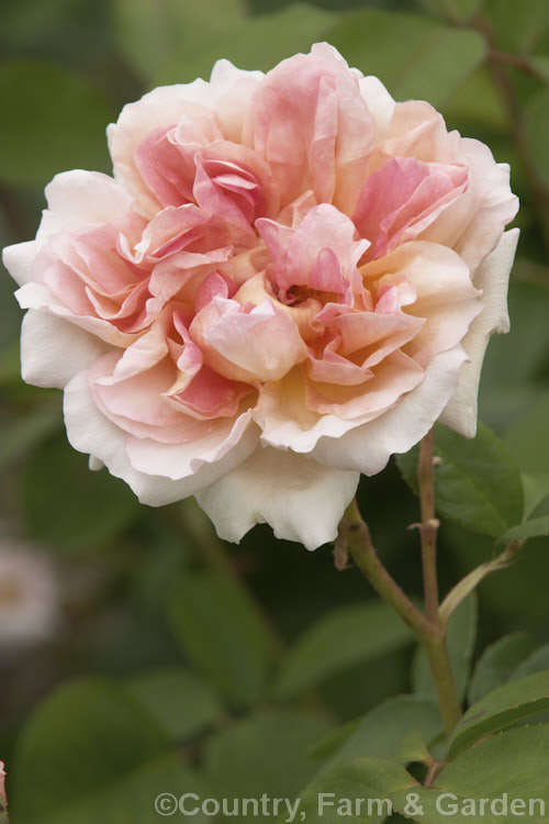 Rosa 'English Elegance', a compact, mildly scented. English Shrub Rose of unknown parentage; raised by David Austin of England in 1986. Order: Rosales, Family: Rosaceae