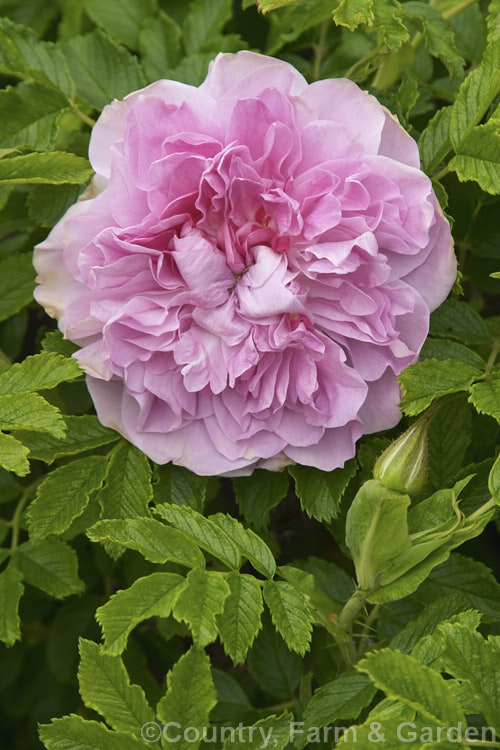 Rosa 'Mrs Doreen. Pike' ('Martin. Frobisher' x 'Roseraie de l'Haÿ', a low-growing, compact. Rugosa hybrid with mildly scented flowers that often reappear late in summer. Order: Rosales, Family: Rosaceae