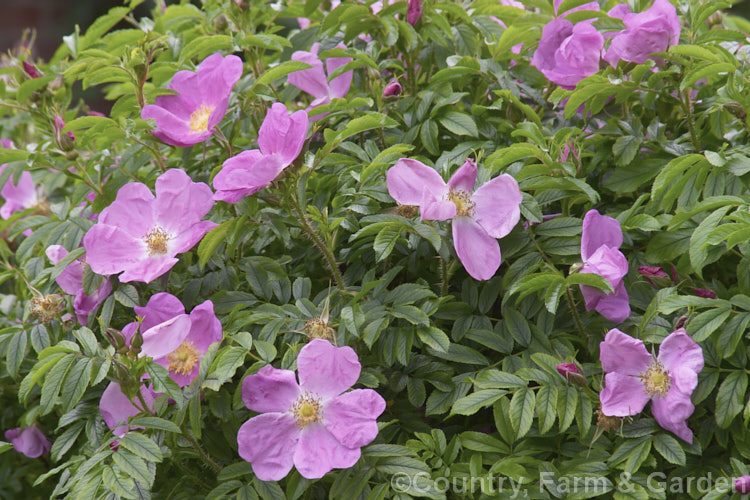 Rosa 'Corylus' (<i>Rosa rugosa x Rosa nitida</i>), a Rugosa hybrid rose raised by Le. Rougetel of England in 1988. The flowers are mildly scented and often reappear in late summer. Order: Rosales, Family: Rosaceae
