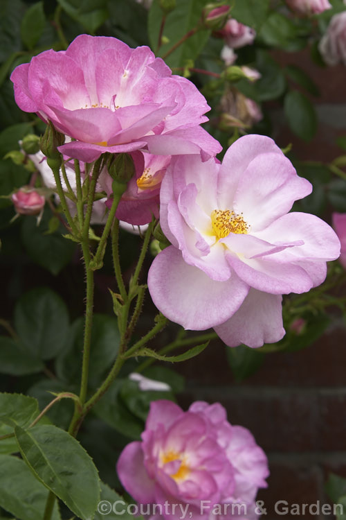 Rosa 'Escapade' ('Pink Parfait' x 'Baby Faurax'), a small, shrubby, long-flowering. Cluster-flowered (<i>Floribunda</i>) bush rose raised by Harkness of England in 1967. Order: Rosales, Family: Rosaceae