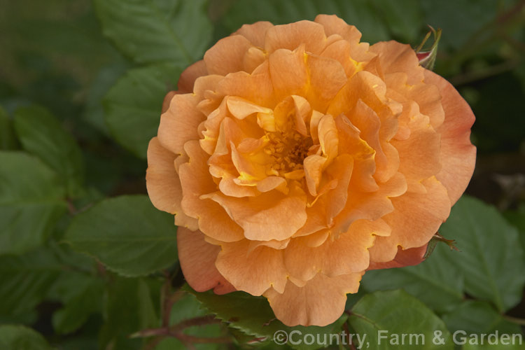 Rosa 'Westerland' ('Friedrich. Worlein' x 'Circus'), a vigorous spreading. Climber rose up to 45 high, raised by Kordes of Germany and introduced in 1969. Order: Rosales, Family: Rosaceae