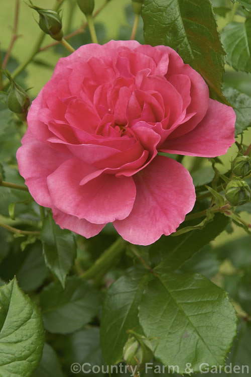 Rosa 'Uetersen' (syn 'Zenith'), a slightly scented, repeat-flowering. Shrub rose raised by Tantau of Germany in 1939. It is often trained as a climber. Order: Rosales, Family: Rosaceae