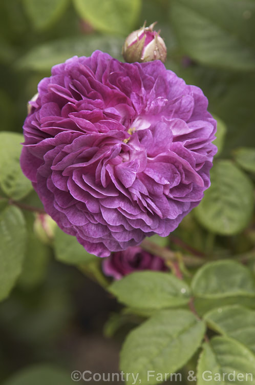 Rosa 'Hippolyte' (syn 'Souvenir de Kean'), a low-growing. Gallica, probably. French-raised, dating back to at least the early 19th century. Order: Rosales, Family: Rosaceae