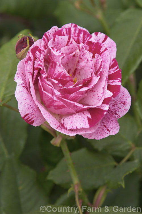 Rosa 'Ferdinand. Pichard', a fragrant. Hybrid Perpetual rose of unknown parentage introduced by Tanne in 1921. It is often incorrectly classified as a Bourbon. Order: Rosales, Family: Rosaceae