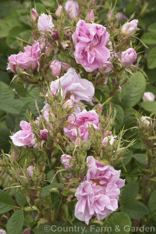 Autumn Damask Rose (<i>Rosa x damascena 'Bifera' [Rosa gallica x Rosa moschata]), a strongly scented shrubby Damask Rose that repeat flowers in late summer. It has been in cultivation since before 1600. Order: Rosales, Family: Rosaceae