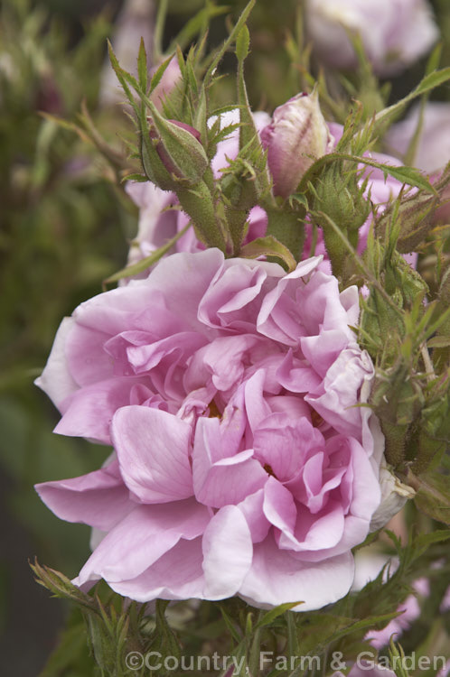 Autumn Damask Rose (<i>Rosa x damascena 'Bifera' [Rosa gallica x Rosa moschata]), a strongly scented shrubby Damask Rose that repeat flowers in late summer. It has been in cultivation since before 1600. Order: Rosales, Family: Rosaceae