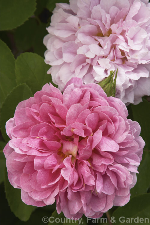 Rosa 'The Countryman' (seedling x 'Comte de Chambord</i>), an English Shrub Rose raised by David Austin of England in 1987. Order: Rosales, Family: Rosaceae