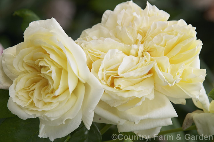Rosa 'Celine. Forestier', a climbing. Tea/Noisette hybrid rose raised by Trouillard in 1842. It grows to around 5m tall, flowers continuously and is scented. Order: Rosales, Family: Rosaceae