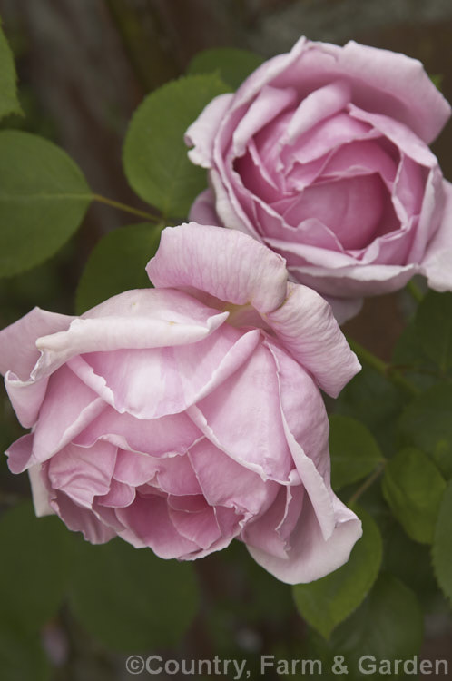 Rosa 'Mme Caroline Testout' ('Mme de Tartas' x 'Lady 'Mary Fitzwilliam'), a Large-flowered (<i>Hybrid Tea</i>) bush raised by Pernet-Ducher of France in 1890. There is also a climbing sport. Order: Rosales, Family: Rosaceae