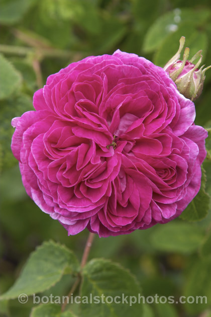Rosa 'Duchesse de Buccleugh', a Gallica rose of unknown parentage raised by Vibert of France in 1837. It is mildly scented and once-blooming. Order: Rosales, Family: Rosaceae