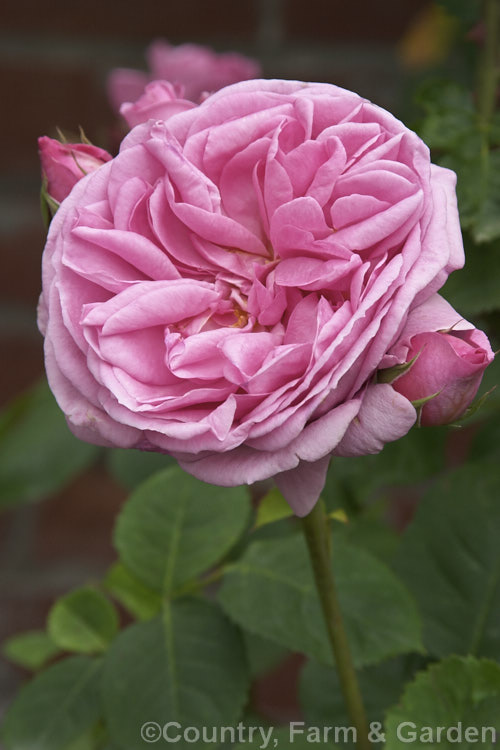 Rosa 'Charmian' (seedling x 'Lilian. Austin'), a fragrant. English Shrub Rose raised by David Austin of England in 1982. Order: Rosales, Family: Rosaceae