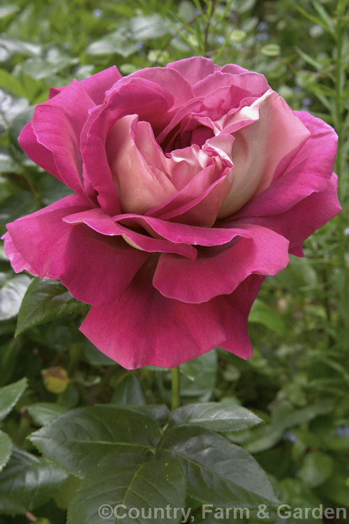 Rosa 'Kronenbourg' (syn 'Flaming. Peace' [sport of 'Peace']), a Large-flowered (<i>Hybrid Tea</i>) bush raised by McGredy of Northern Ireland in 1966. Order: Rosales, Family: Rosaceae