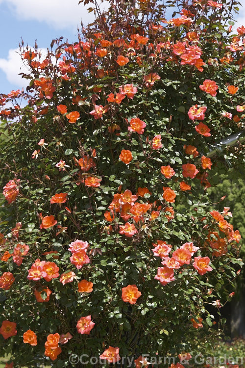 Rosa 'Warm. Welcome' ('Elizabeth of Glamis' x seedling</i>), a climbing. Miniature rose raised by Warner of England in 1992. It is repeat-flowering and slightly scented. Order: Rosales, Family: Rosaceae