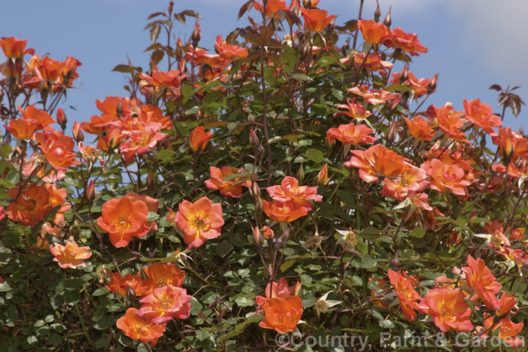 Rosa 'Warm. Welcome' ('Elizabeth of Glamis' x seedling</i>), a climbing. Miniature rose raised by Warner of England in 1992. It is repeat-flowering and slightly scented. Order: Rosales, Family: Rosaceae