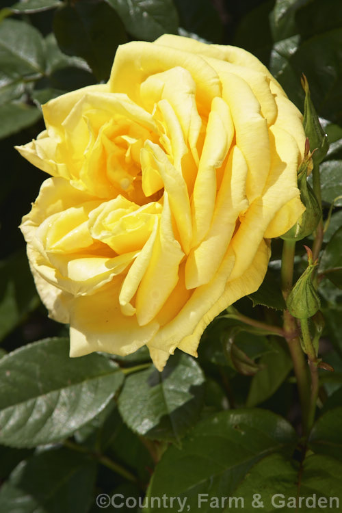 Rosa 'Landora' (syn 'Sunblest' [seedling x 'King's Ransom']), a Large-flowered (<i>Hybrid Tea</i>) shrub raised by Tantau of Germany and introduced in 1970. Order: Rosales, Family: Rosaceae