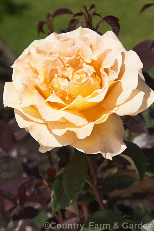 Rosa 'Whisky. Mac' (syn 'Whisky' [parentage unknown]), a medium-sized. Large-flowered (<i>Hybrid Tea</i>) bush rose raised by Tantau of Germany and introduced in 1967. Order: Rosales, Family: Rosaceae