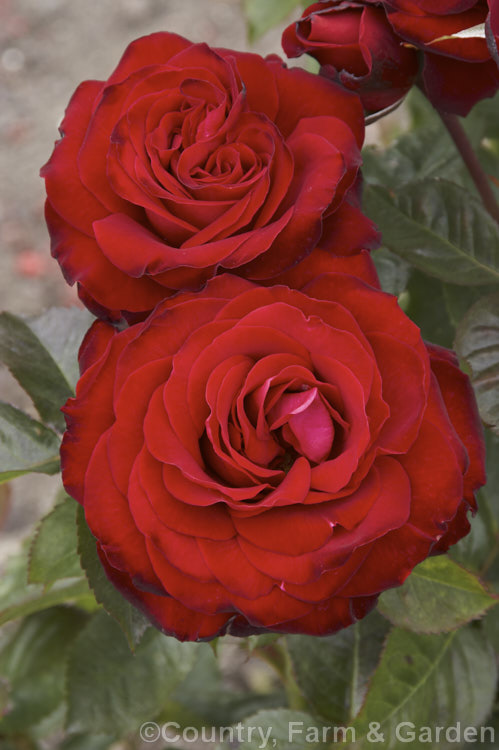 Rosa 'Glad Tidings' (syn 'Peter Wessel'), a Cluster-flowered (<i>Floribunda</i>) bush rose raised by Tantau of Germany in 1988. Order: Rosales, Family: Rosaceae
