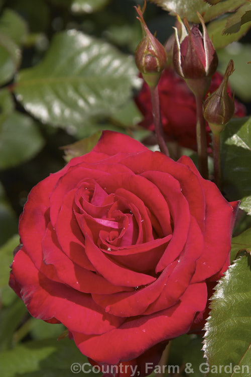 Rosa 'Rob. Roy' ('Evelyn Fison' x 'Wendy. Cussons'), a Cluster-flowered (<i>Floribunda</i>) bush raised by Cocker of Scotland in 1970. Order: Rosales, Family: Rosaceae