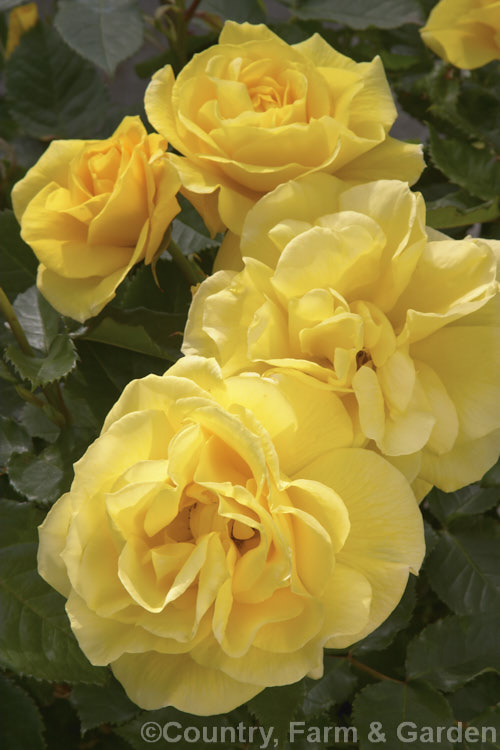 Rosa 'Friesia' (syns 'Sunsprite', 'Korresia' ['Friedrich. Worlein' x 'Spanish Sun']). A fragrant. Cluster-flowered (<i>Floribunda</i>) bush rose raised by Kordes of Germany and introduced in 1974. Order: Rosales, Family: Rosaceae