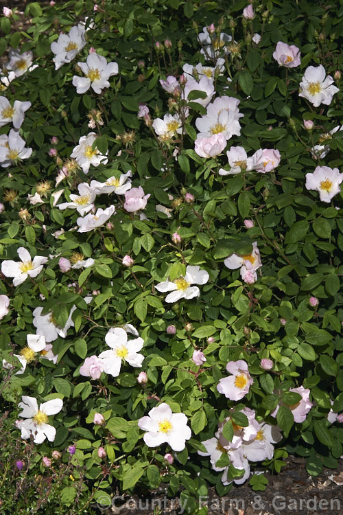 <a href='rosaceae-plant-family-photoshtml'>Rosaceae</a>