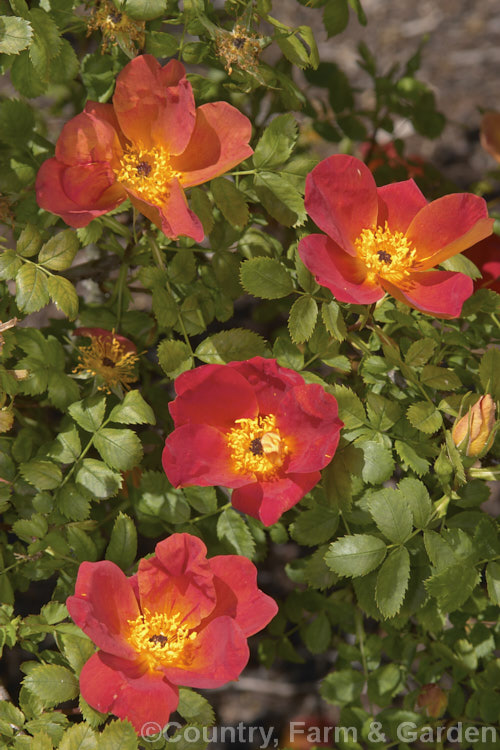 Rosa foetida 'Bicolor', an orange cultivar of a normally yellow flowered Middle. Eastern and western Asian rose species. Known since around the 12th century, it has importance in the history of rose hybridisation. Order: Rosales, Family: Rosaceae