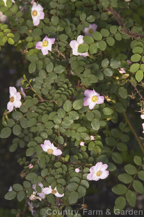 Farrer's Threepenny-bit. Rose (<i>Rosa elegantula 'Persetosa'), introduced in 1915, this is a bristly-stemmed, small-leaved form of a species native to western China. The flowers are often slightly smaller than those of the species. Order: Rosales, Family: Rosaceae