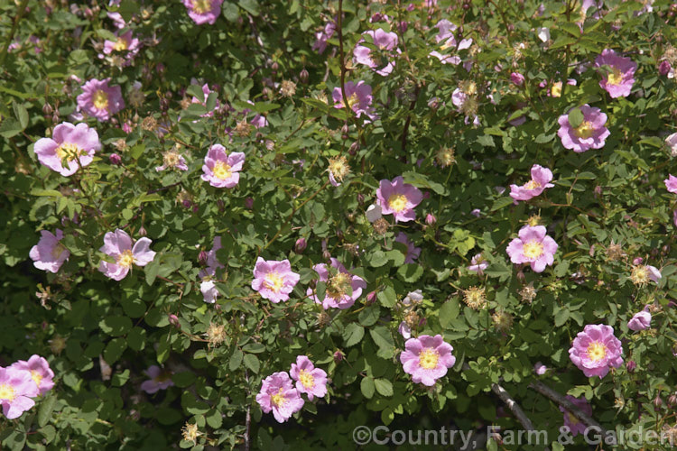 St. Mark's Rose (<i>Rosa virginiana 'Plena'), a 2-3m high shrub native to eastern North America. Orange-red hips follow the flowers. Order: Rosales, Family: Rosaceae