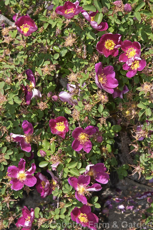 Rosa pimpinellifolia 'Single. Cherry', a compact form of the Scotch or Burnet. Rose, a suckering, thicket forming species found over much of Eurasia. The flowers are followed by deep purple to black hips. Order: Rosales, Family: Rosaceae