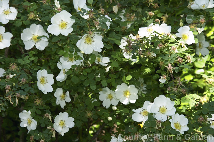 Rosa pimpinellifolia var. spinosissima, a very thorny, low-growing, cream-flowered variety of the Scotch or Burnet. Rose, a suckering, thicket forming species found over much of Eurasia. Order: Rosales, Family: Rosaceae