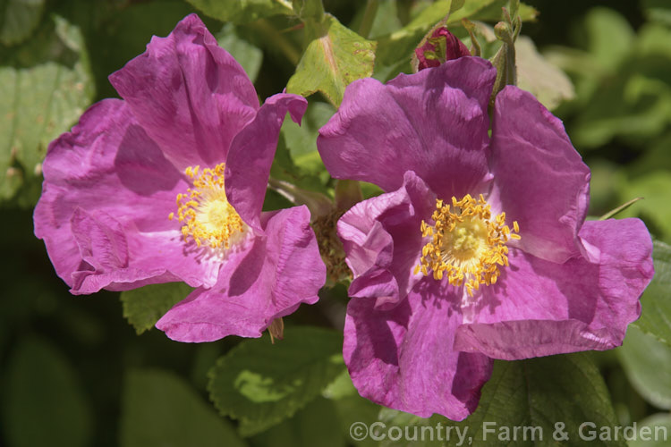 Western Wild Rose (<i>Rosa woodsii</i>), a rather stiffly branched shrub rose native to western and central North America. Order: Rosales, Family: Rosaceae