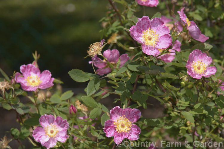 Nootka Rose (<i>Rosa nutkana</i>), a very prickly rose up to 3m tall. Native to western North America and found from Alaska to California. Order: Rosales, Family: Rosaceae