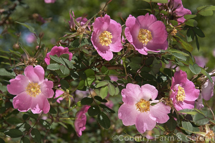 Rosa sweginzowii, a spreading 2-4m high shrub rose found in western China at around 2600-3300m. It is similar to Rosa moyesii. Order: Rosales, Family: Rosaceae