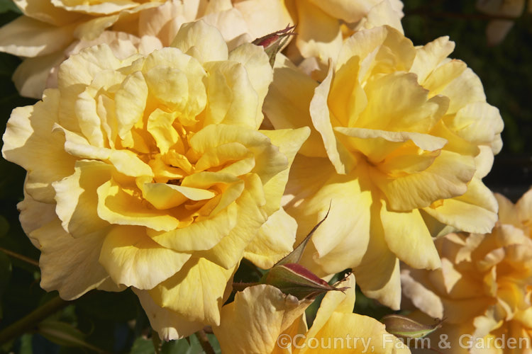 Rosa 'Autumn Sunset' (sport of 'Westerland'), a Large-flowered (<i>Hybrid Tea</i>). Climber raised by Lowe of the United States in 1986. It is repeat-flowering and mildly fragrant. Order: Rosales, Family: Rosaceae