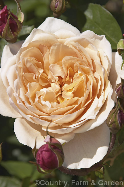 Rosa 'Safrano', Tea rose raised by Beaurepaire of Angers, France in 1839. Bred from 'Stud Tea', 'Park's Yellow' and 'Madame Desprez'. Order: Rosales, Family: Rosaceae