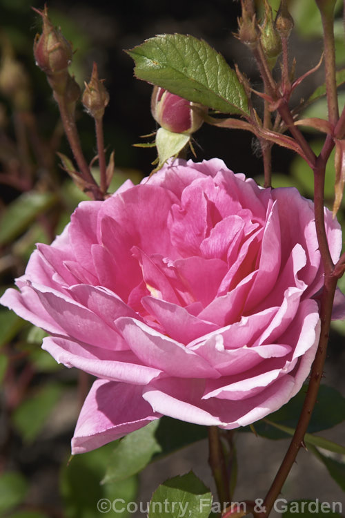 Rosa 'John Clare' ('Wife of Bath' x seedling</i>), an English Shrub Rose introduced by Austin of England in 1994. It grows to around 15m high and has mildly scented flowers. Order: Rosales, Family: Rosaceae