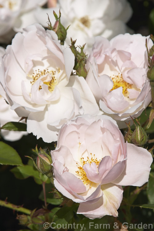 Rosa 'Peach. Blossom' ('The Prioress' x ''Mary Rose'), an English Shrub Rose raised by David Austin of England in 1990. It is a compact 15m high bush. Order: Rosales, Family: Rosaceae