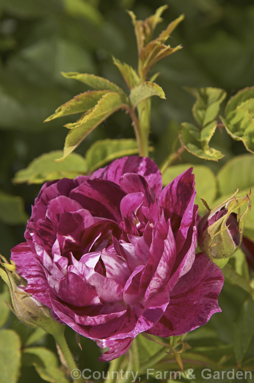 Rosa 'Commandant. Beaurepaire', (syn 'Panachee d'. Angers'), a compact. Bourbon shrub rose raised by Moreau-Robert of France in 1874. Order: Rosales, Family: Rosaceae