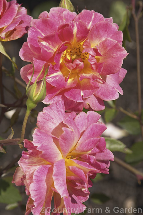 There are several cultivars of this name. Most are rather obscure. Order: Rosales, Family: Rosaceae
