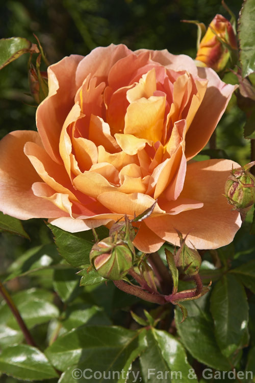 Rosa 'Pat. Austin' ('Graham. Thomas' x 'Abraham Darby'), an English Shrub Rose raised by David Austin of England in 1995. It is usually quite compact and the flowers are fragrant. Order: Rosales, Family: Rosaceae