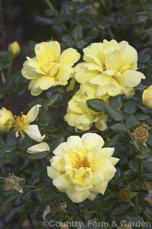 Rosa foetida 'Persiana', this double-flowered rose cultivar originated in western Asia and was introduced to Europe by Sir Henry. Willock in 1837. Order: Rosales, Family: Rosaceae